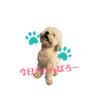 くまはんこ（個別スタンプ：3）