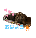猫のティアちゃん（個別スタンプ：1）