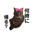 猫のティアちゃん（個別スタンプ：2）