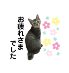 猫のティアちゃん（個別スタンプ：3）