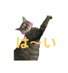 猫のティアちゃん（個別スタンプ：4）