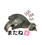 猫のティアちゃん（個別スタンプ：6）