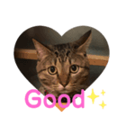 猫のティアちゃん（個別スタンプ：7）