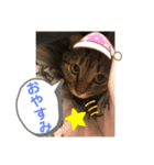 猫のティアちゃん（個別スタンプ：8）