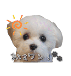 こむたんスタンプ（個別スタンプ：3）
