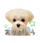こむたんスタンプ（個別スタンプ：16）