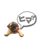 パグのぼんたスタンプ（個別スタンプ：6）
