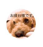 ミルククッキー（個別スタンプ：1）