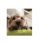 ミルククッキー（個別スタンプ：6）