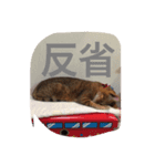 くるみ＆ちゅら③（個別スタンプ：7）