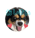 ちろ37（個別スタンプ：7）