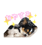 ちろ37（個別スタンプ：9）