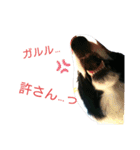 ボダコなクッキー（個別スタンプ：3）