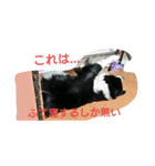 ボダコなクッキー（個別スタンプ：4）