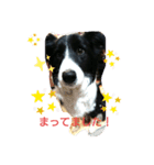 ボダコなクッキー（個別スタンプ：9）
