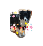 ボダコなクッキー（個別スタンプ：10）