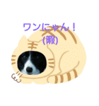 ボダコなクッキー（個別スタンプ：13）