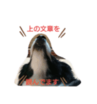 ボダコなクッキー（個別スタンプ：14）
