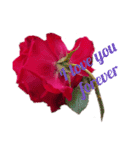 LoveRose（個別スタンプ：2）