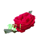 LoveRose（個別スタンプ：6）