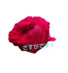 LoveRose（個別スタンプ：11）