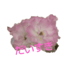 LoveRose（個別スタンプ：13）