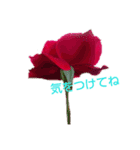 LoveRose（個別スタンプ：17）