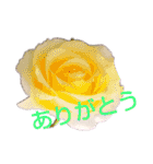 LoveRose（個別スタンプ：19）