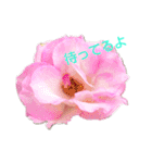 LoveRose（個別スタンプ：22）