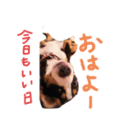 普段使えるバニスタンプ（個別スタンプ：2）