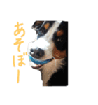 普段使えるバニスタンプ（個別スタンプ：8）