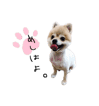 ころんです。（個別スタンプ：1）