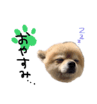 ころんです。（個別スタンプ：3）