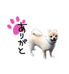 ころんです。（個別スタンプ：4）