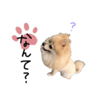 ころんです。（個別スタンプ：8）