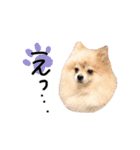 ころんです。（個別スタンプ：11）