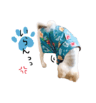 ころんです。（個別スタンプ：15）