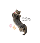 とらまるぅぅう（個別スタンプ：3）