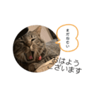 とらまるぅぅう（個別スタンプ：12）
