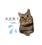 とらまるぅぅう（個別スタンプ：15）