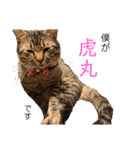 とらまるぅぅう（個別スタンプ：16）