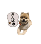 やんスタンプpart3（個別スタンプ：13）