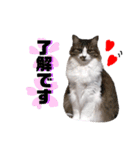 ペルシャ猫のほたてチャンと愉快な仲間達（個別スタンプ：2）
