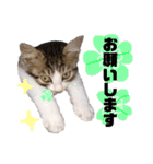 ペルシャ猫のほたてチャンと愉快な仲間達（個別スタンプ：3）