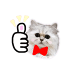 ペルシャ猫のほたてチャンと愉快な仲間達（個別スタンプ：4）
