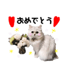 ペルシャ猫のほたてチャンと愉快な仲間達（個別スタンプ：5）