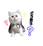 ペルシャ猫のほたてチャンと愉快な仲間達（個別スタンプ：6）