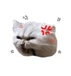 ペルシャ猫のほたてチャンと愉快な仲間達（個別スタンプ：7）