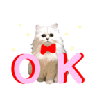 ペルシャ猫のほたてチャンと愉快な仲間達（個別スタンプ：8）