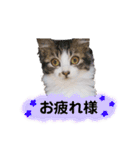 ペルシャ猫のほたてチャンと愉快な仲間達（個別スタンプ：9）
